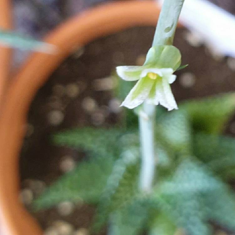 Plant image Haworthia Pumila Donut