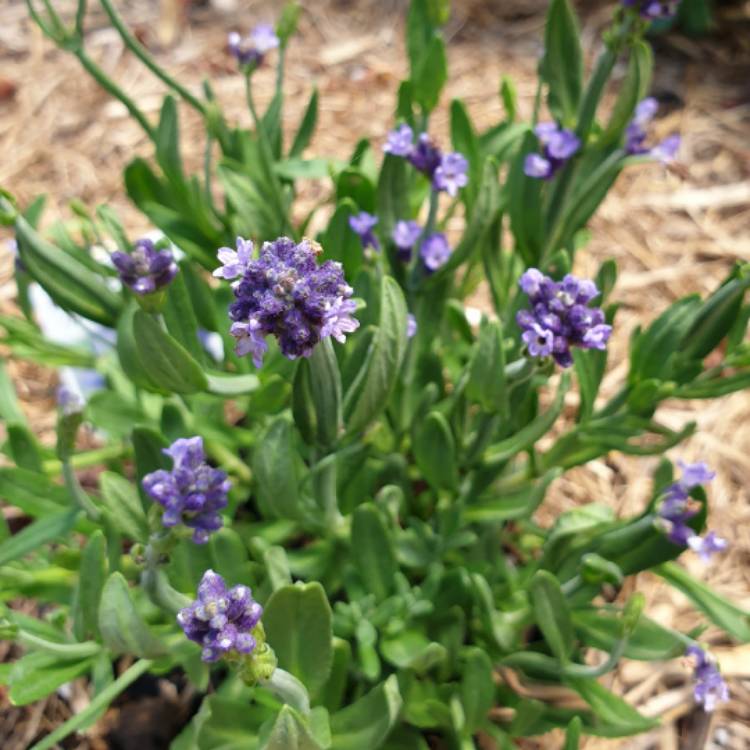 Plant image Lavandula angustifolia 'Lablusa' (Aromatico Series) syn. Lavandula angustifolia 'Aromatico Blue'