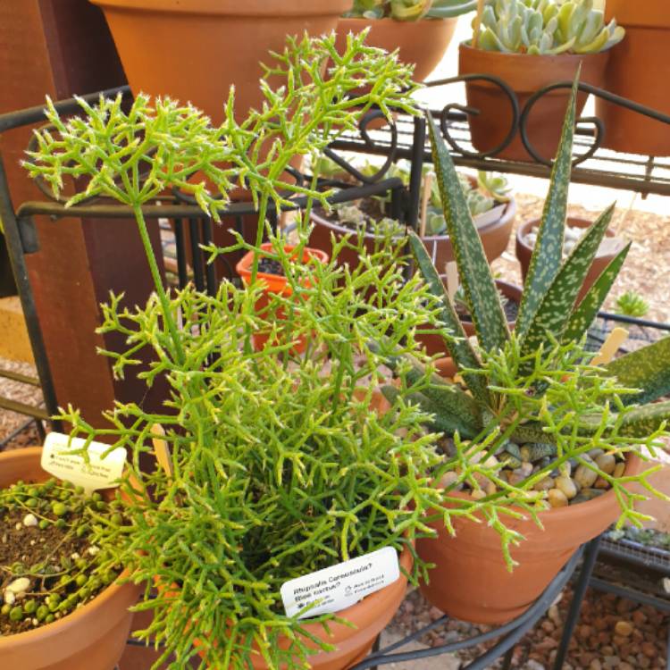 plant image 1557439 plant image 1557439