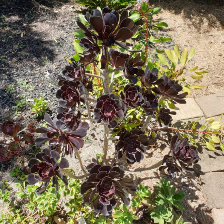 plant image 1559176