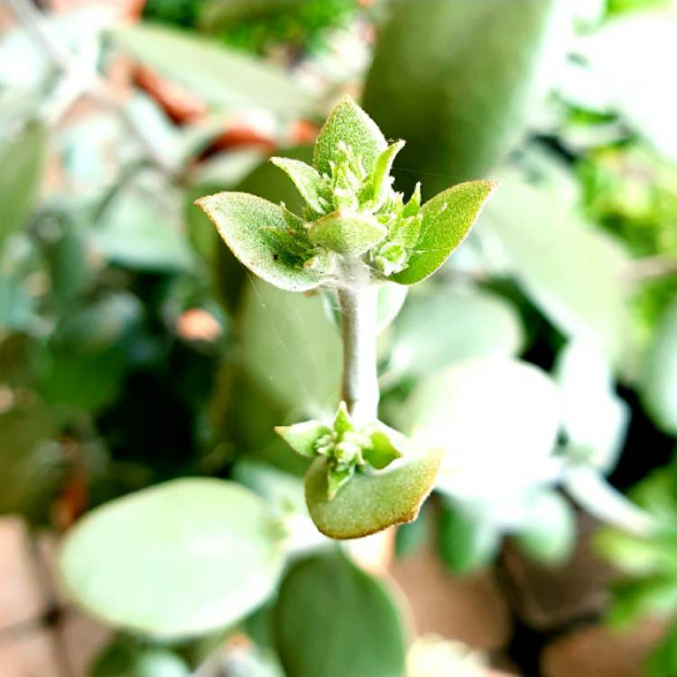 plant image 1584585 plant image 1584585