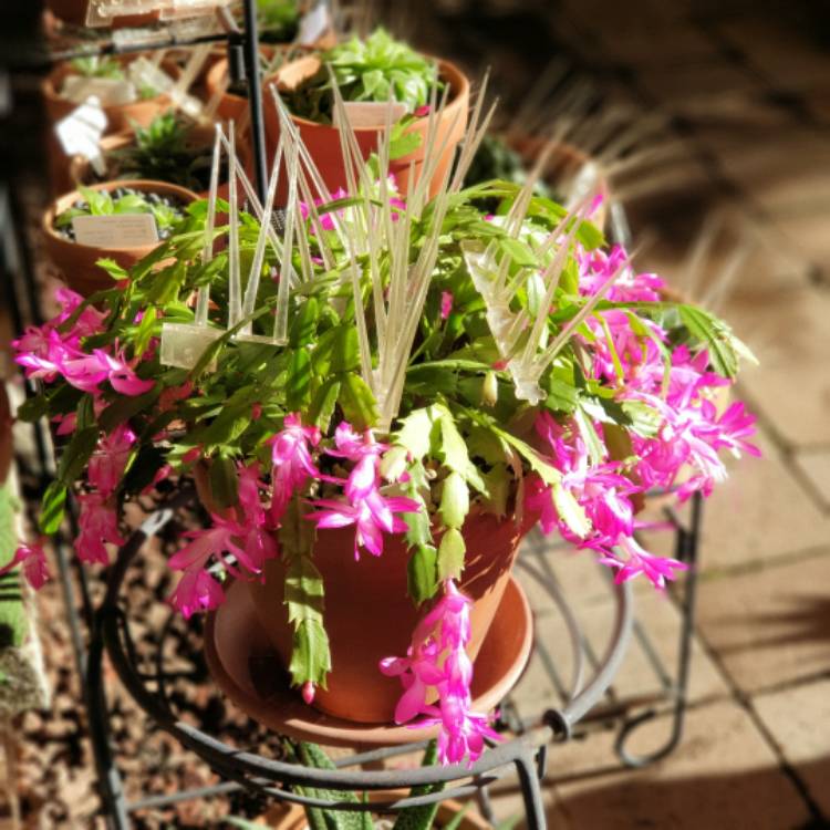plant image 1588420 plant image 1588420