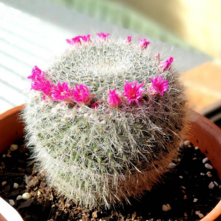 plant image 1604654