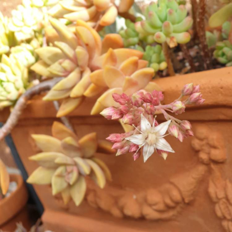 plant image 1609532