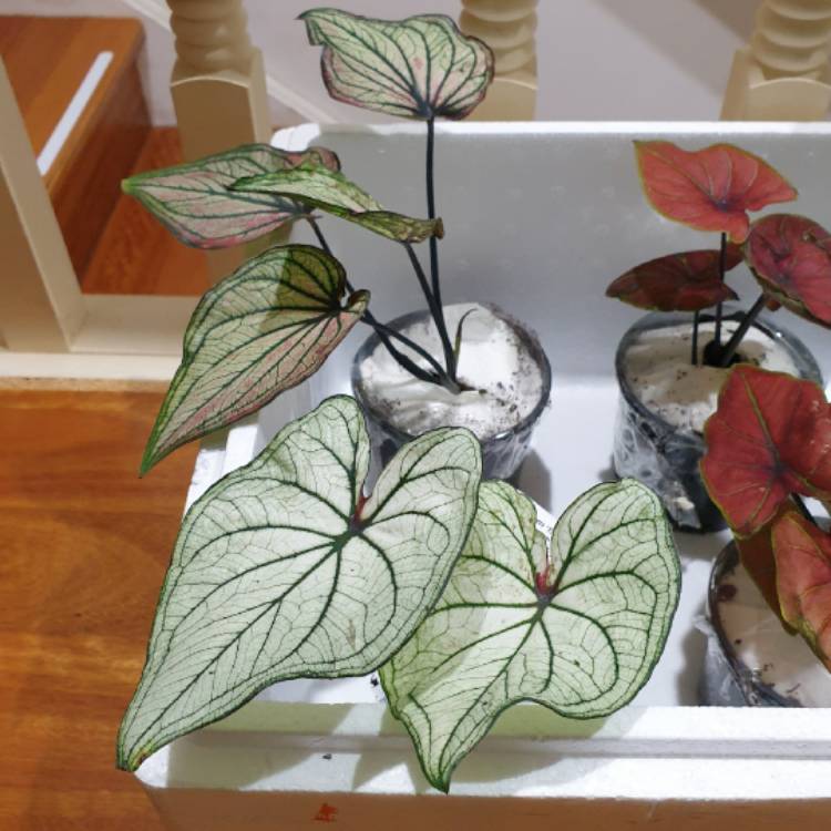 plant image 1612527 plant image 1612527