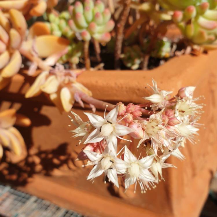 plant image 1614224