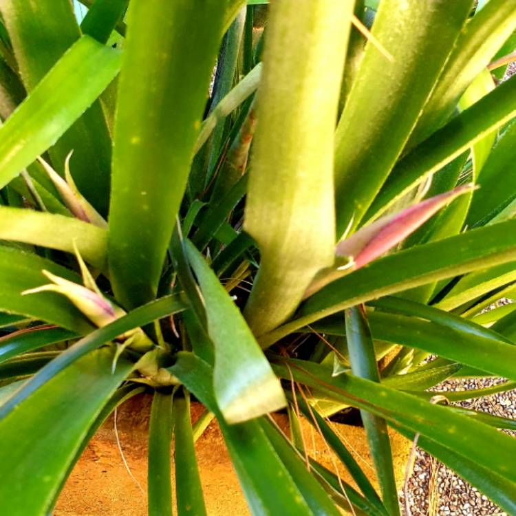plant image 1614596 plant image 1614596