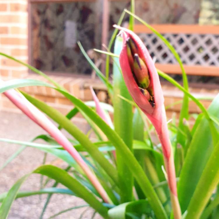 plant image 1617160 plant image 1617160