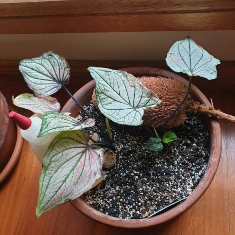 plant image 1617410 plant image 1617410