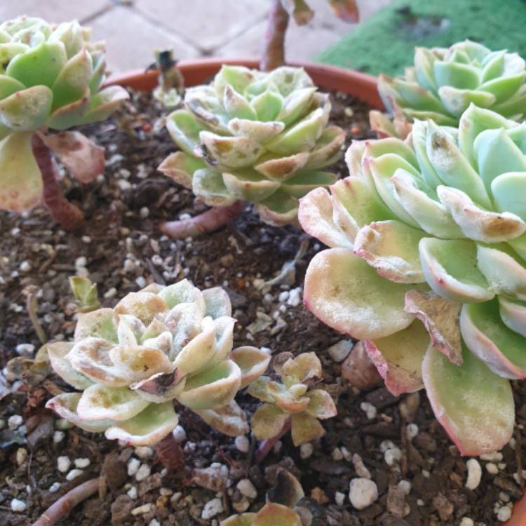 plant image 1620731 plant image 1620731