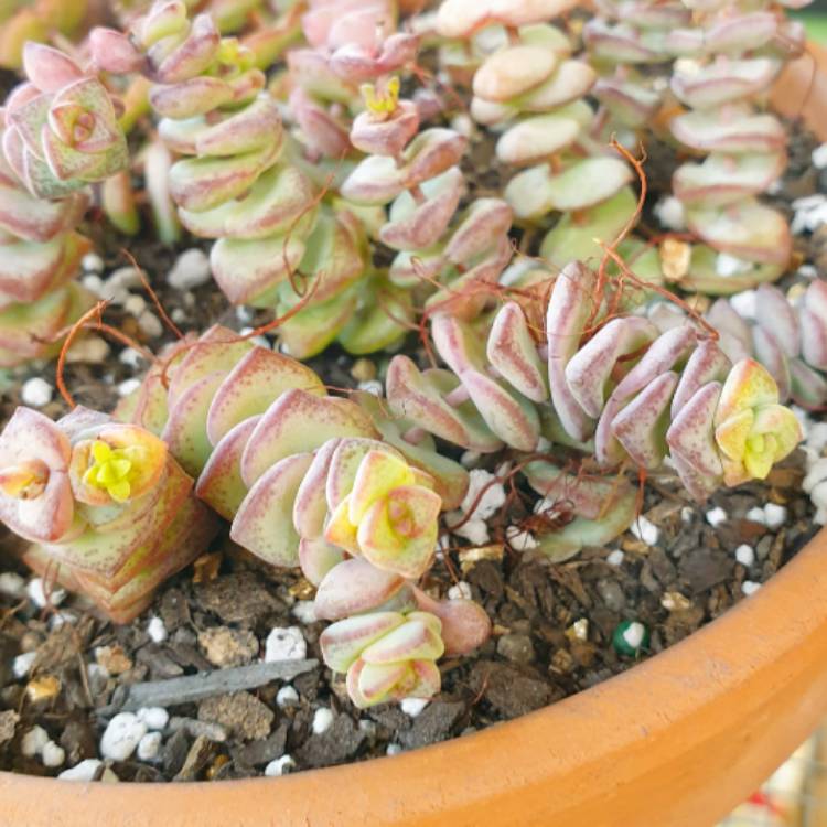 plant image 1625353 plant image 1625353