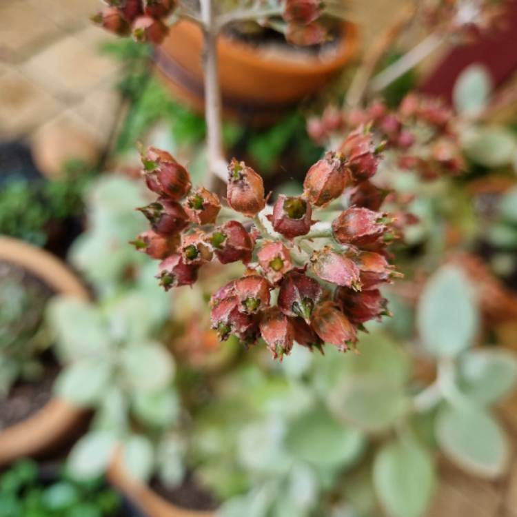 plant image 1636262 plant image 1636262