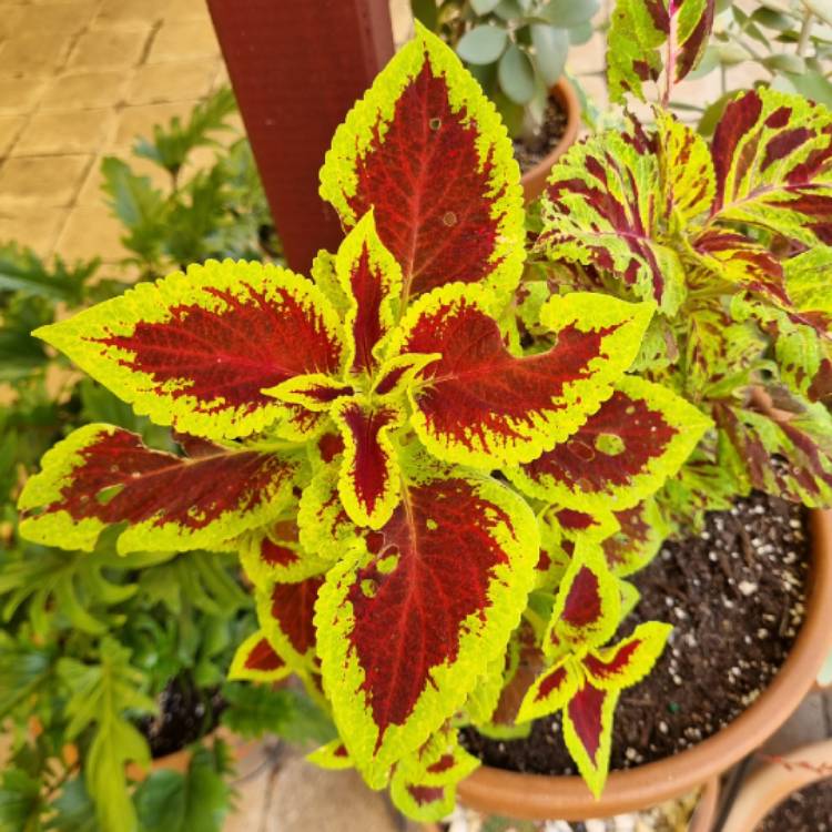 plant image 1640198 plant image 1640198