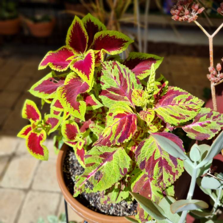 plant image 1641454 plant image 1641454