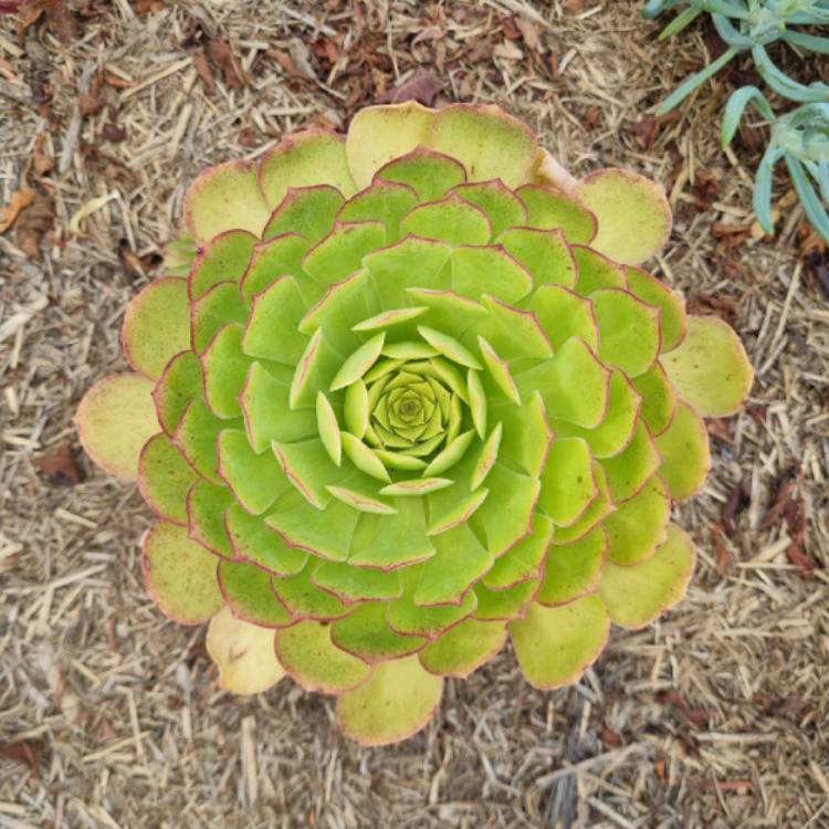 plant image 1643849 plant image 1643849