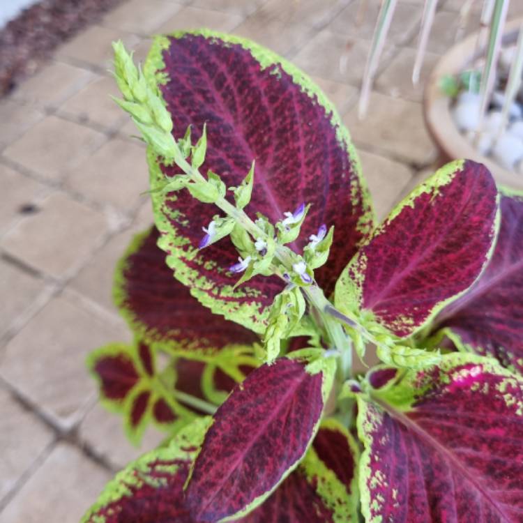 plant image 1647580 plant image 1647580
