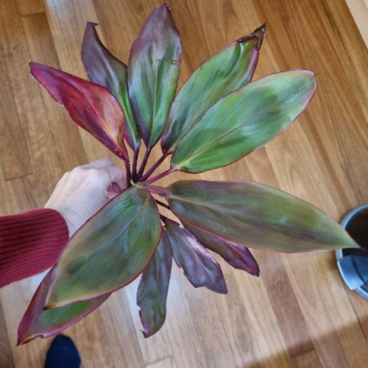 Plant image Cordyline fruticosa 'Maria'