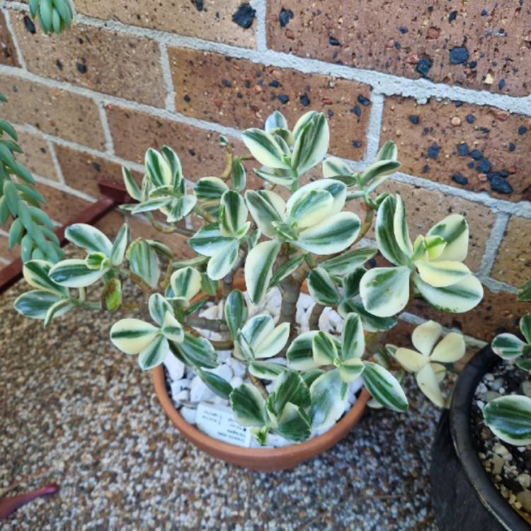 Plant image Crassula ovata 'Tricolor'