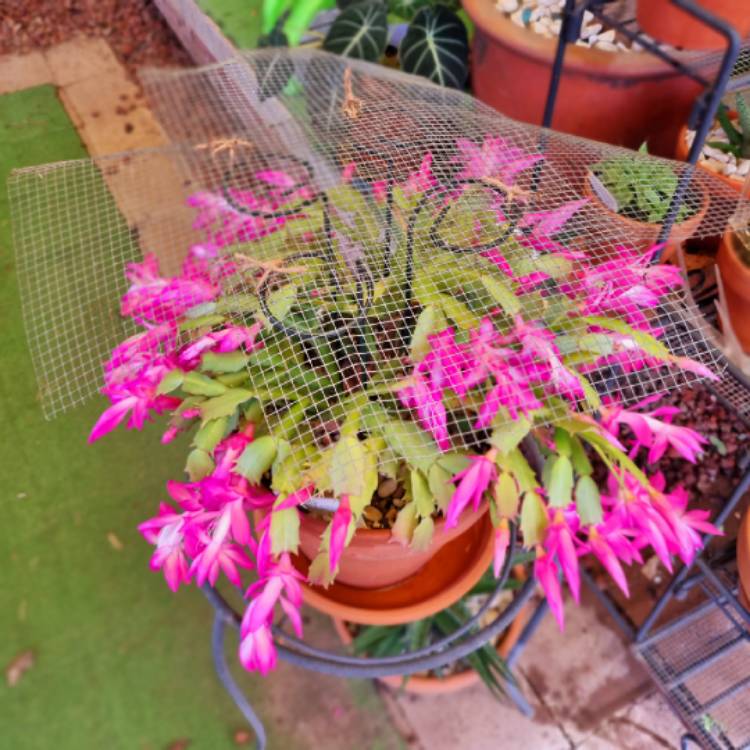 plant image 1666820 plant image 1666820