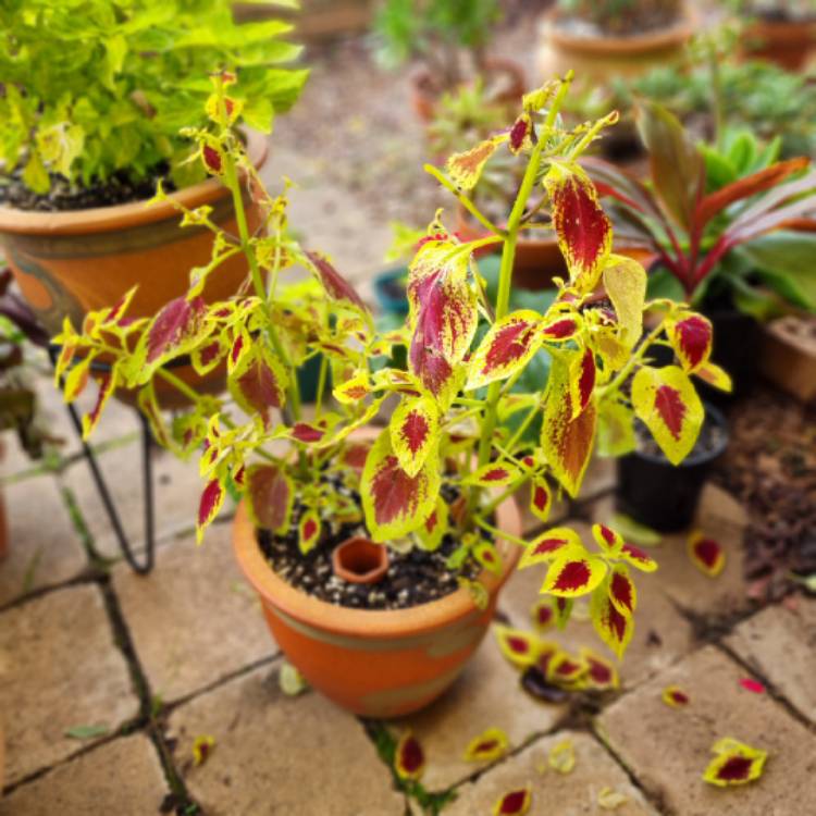 plant image 1666821 plant image 1666821
