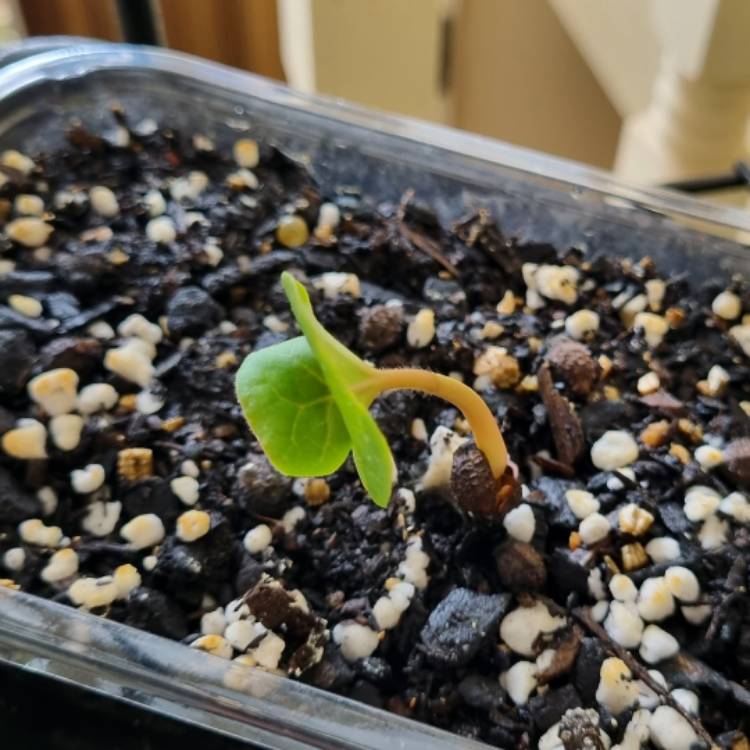 plant image 1672029