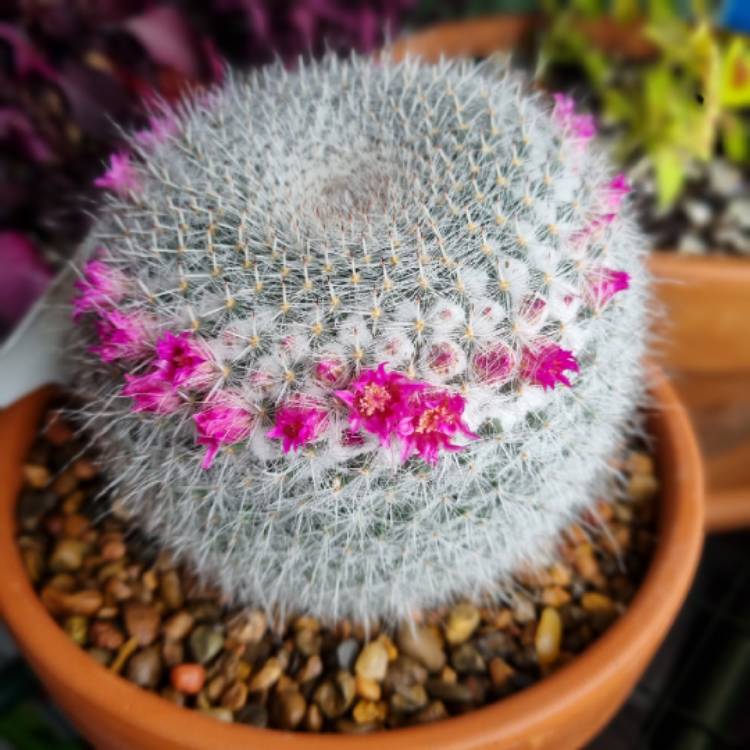 plant image 1672030
