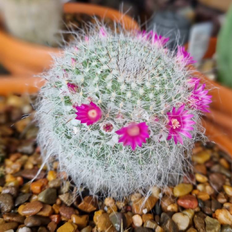 plant image 1672031