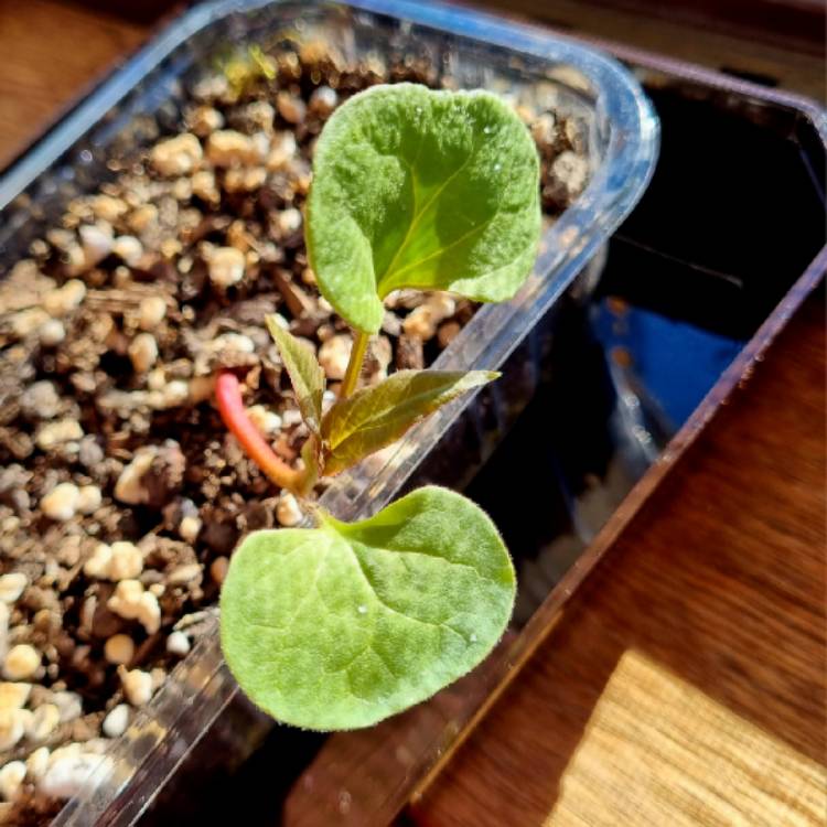plant image 1674665