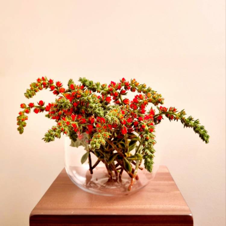 plant image 1681020 plant image 1681020