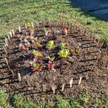 Rikkie's garden