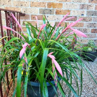 Friendship Plant