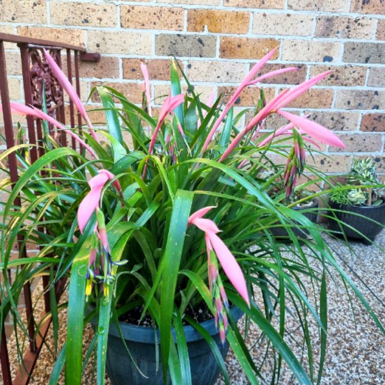 plant image 1686801 plant image 1686801