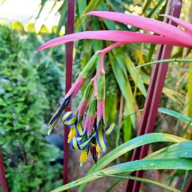 Friendship Plant