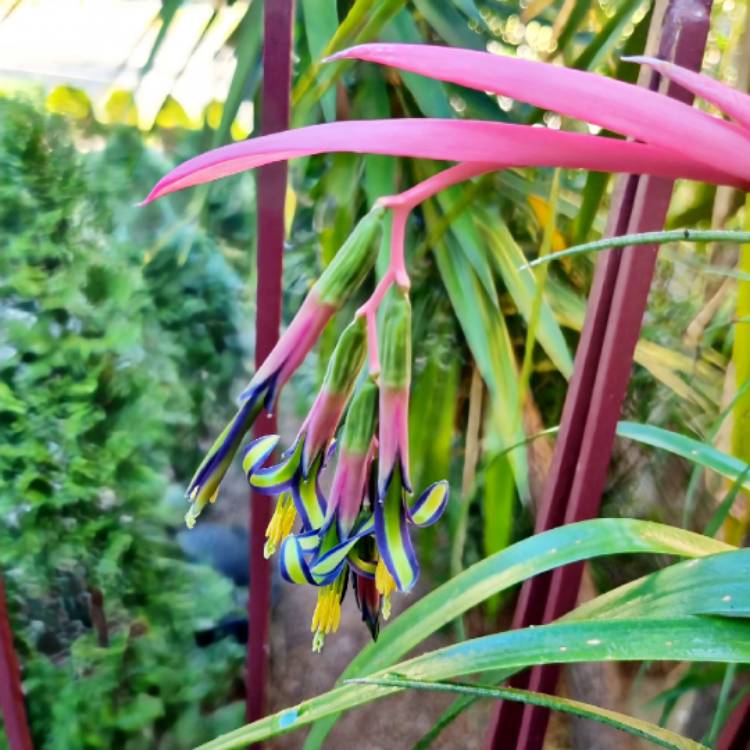 plant image 1686803 plant image 1686803