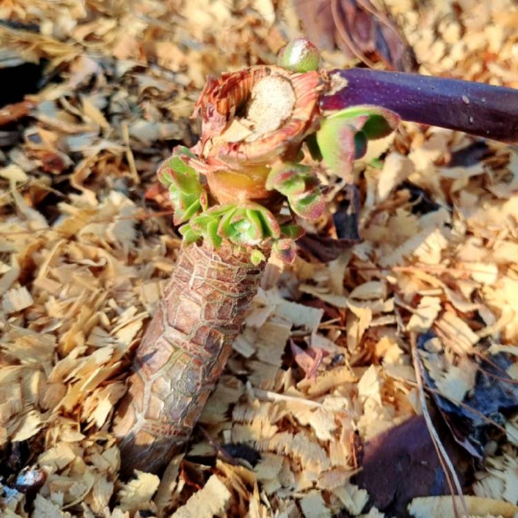 plant image 1686804