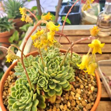 Echeveria 'Mexican Snowball'