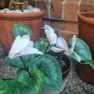 Cyclamen (Hardy)