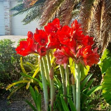 Rikkie's garden