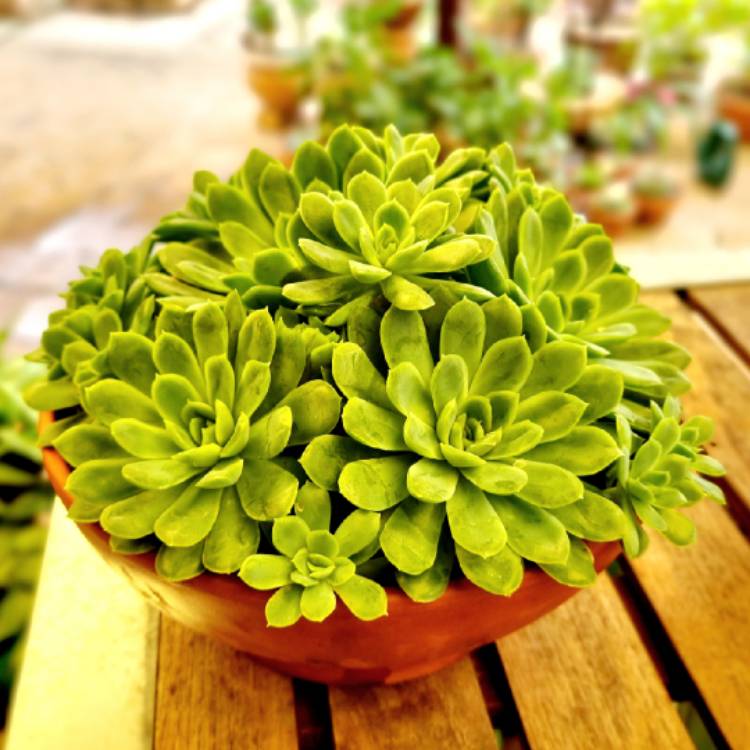 plant image 1696930 plant image 1696930