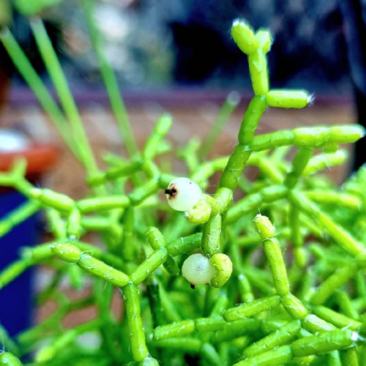 Plant image Rhipsalis Cereuscula