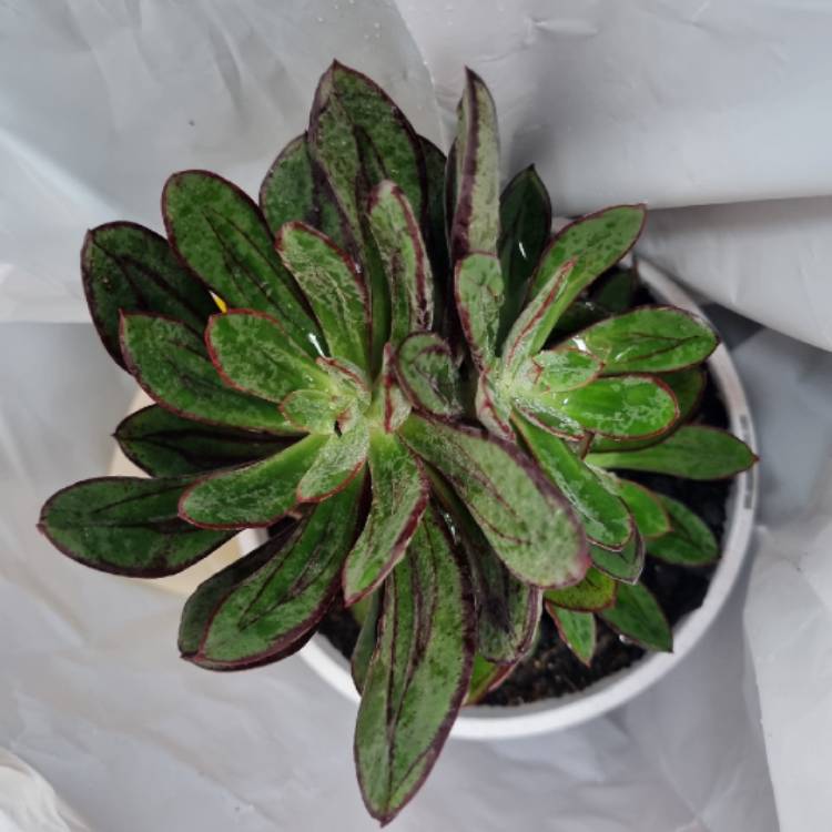 plant image 1702667