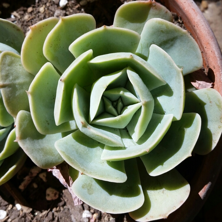 plant image 849243