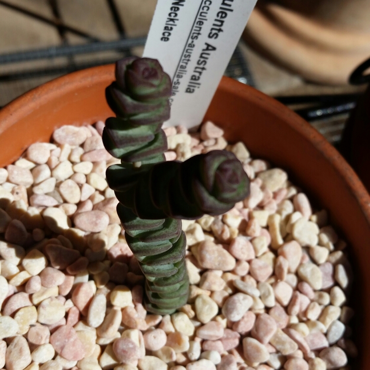 plant image 849260