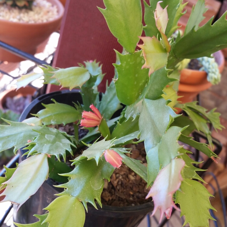 plant image 849267 plant image 849267