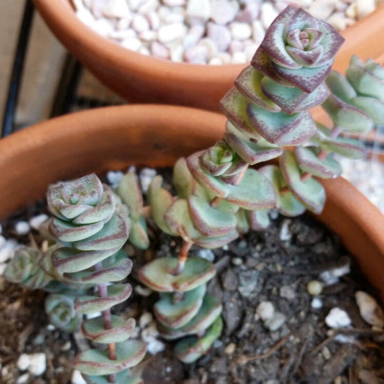 plant image 852557 plant image 852557