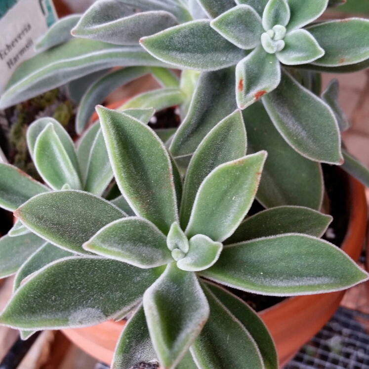 plant image 865916 plant image 865916