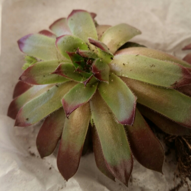 plant image 879449 plant image 879449