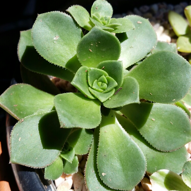 plant image 879485