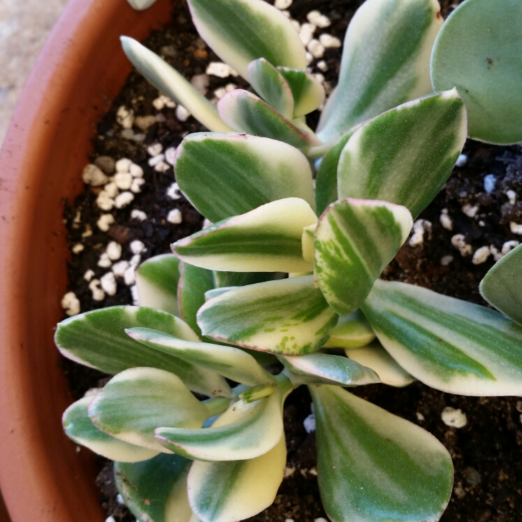 plant image 885094