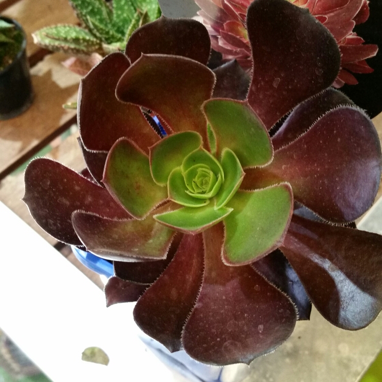 plant image 889912